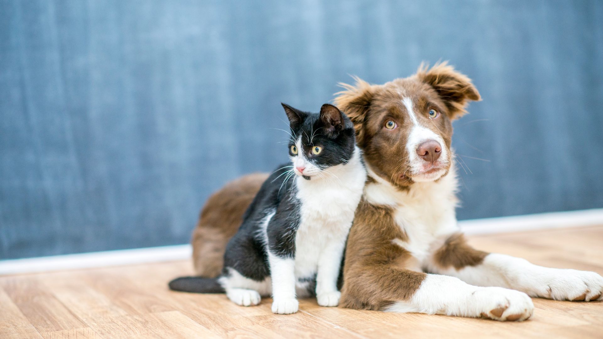 Black and white cat sitting next to a brown and white dog